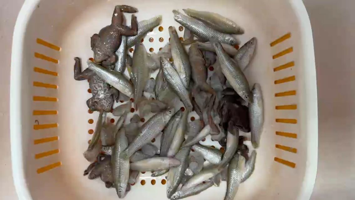 龍魚飼養喂食指南
