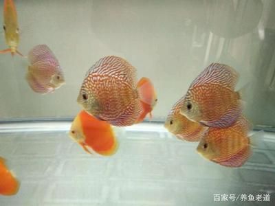 金龍魚的顏色是不是從小就系金色?：金龍魚的顏色是否會(huì)隨著它們的年齡增長而逐漸褪化或變得暗淡？