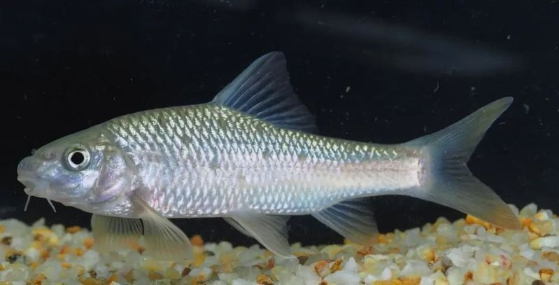 浙江魚類品種大全