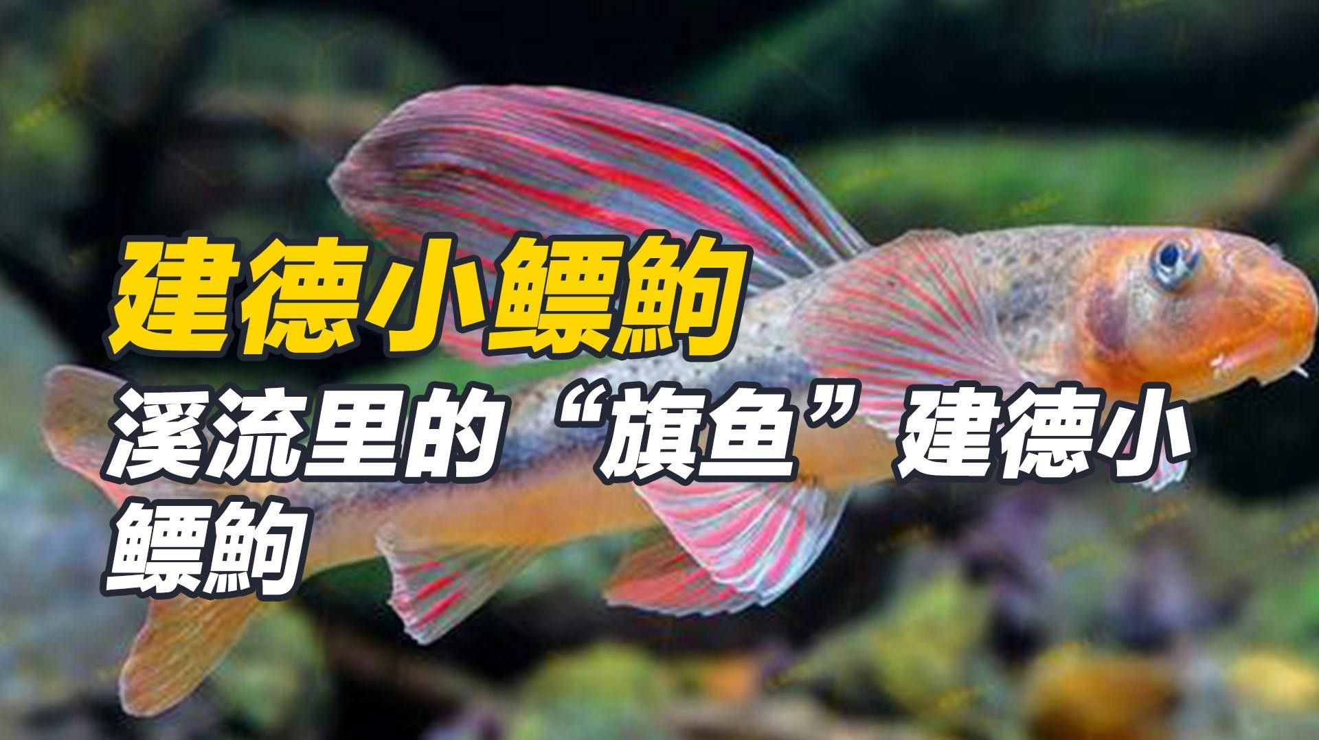 浙江魚類品種大全