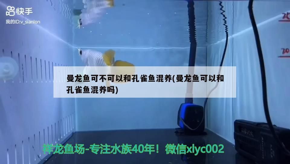 曼龍魚可不可以和孔雀魚混養(曼龍魚可以和孔雀魚混養嗎)