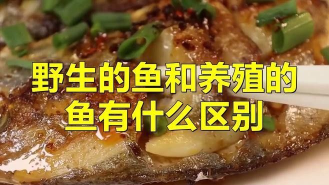 黑龍江野生魚