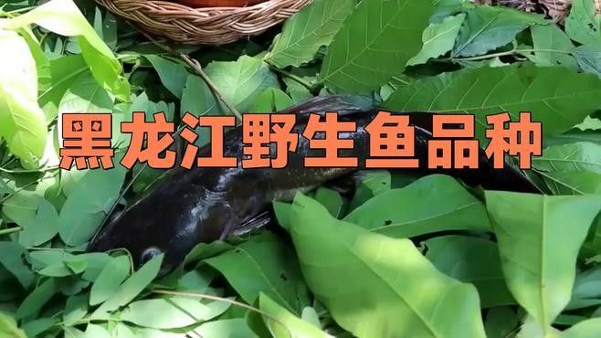 黑龍江野生魚