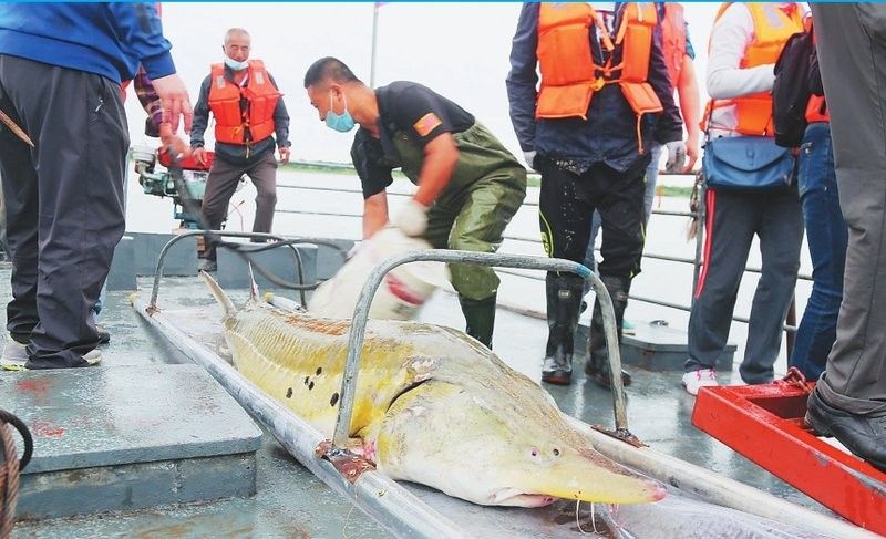 黑龍江野生魚