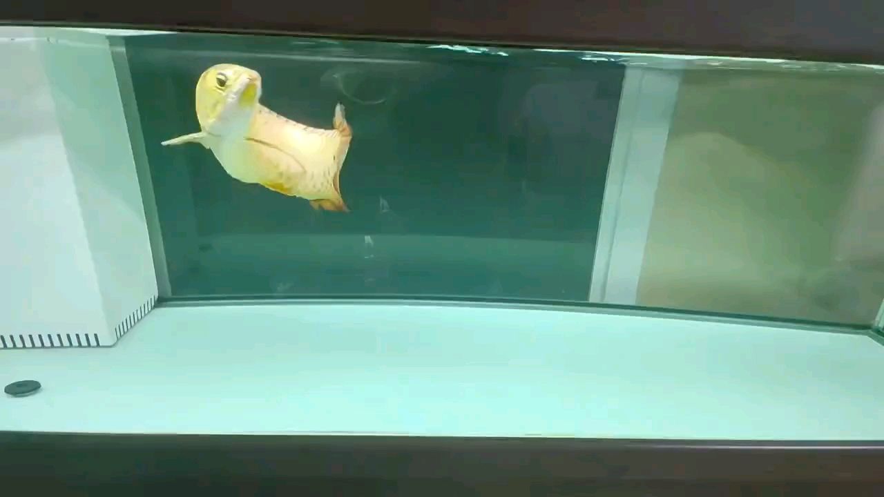 這大概就是養魚的快樂吧