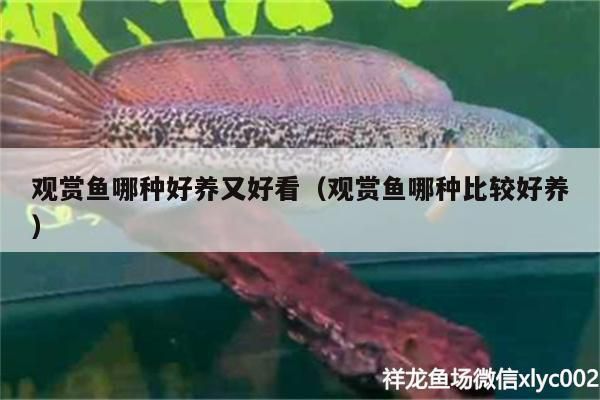 觀賞魚哪種好養又好看（觀賞魚哪種比較好養）