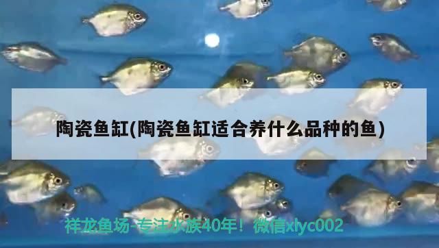 陶瓷魚缸(陶瓷魚缸適合養什么品種的魚)