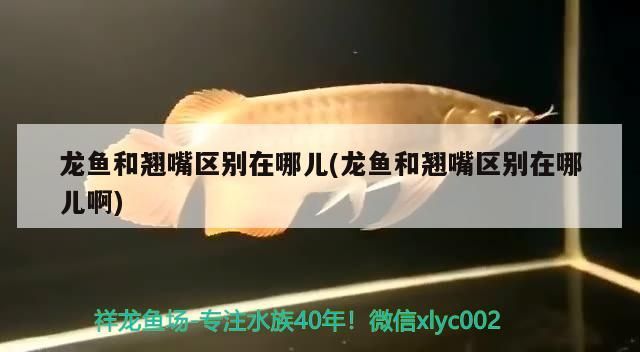 龍魚和翹嘴區別在哪兒(龍魚和翹嘴區別在哪兒啊)
