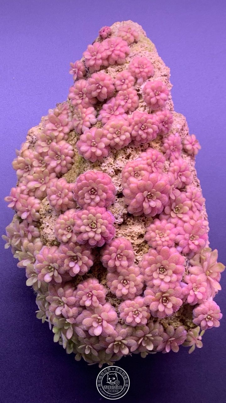 “凹石1號”小行星“凹wowo”劃過璀璨