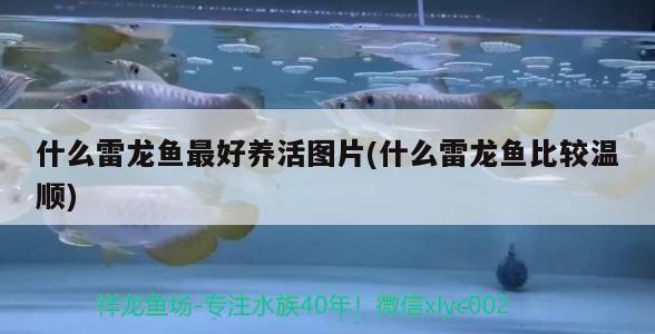 什么雷龍魚最好養活圖片(什么雷龍魚比較溫順)