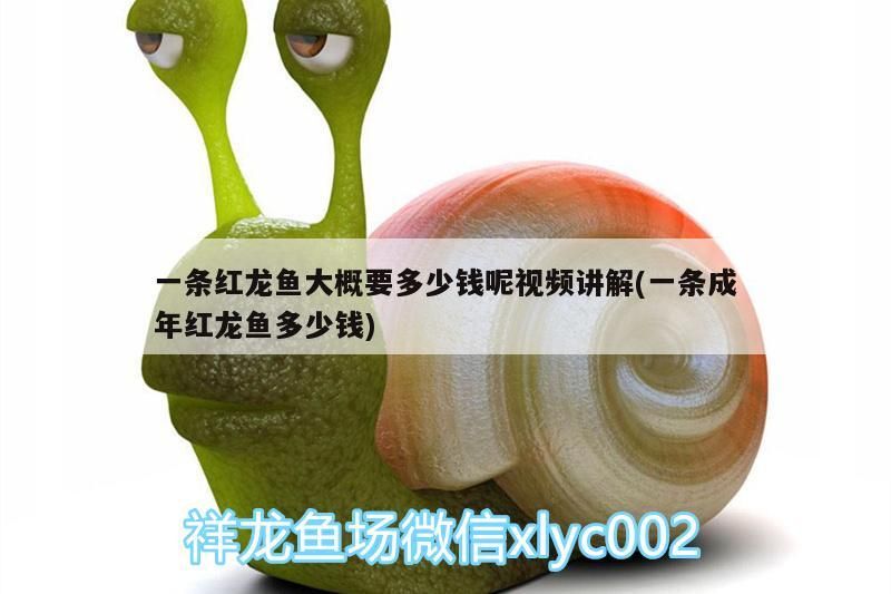 觀賞魚 一條紅龍魚大概要多少錢呢視頻講解(一條成年紅龍魚多少錢) 觀賞魚百科 一條紅龍魚大概要多少錢呢視頻講解(一條成年紅龍魚多少錢) 一條紅龍魚大概要多少錢呢視頻講解(一條成年紅龍魚多少錢) 觀賞魚百科