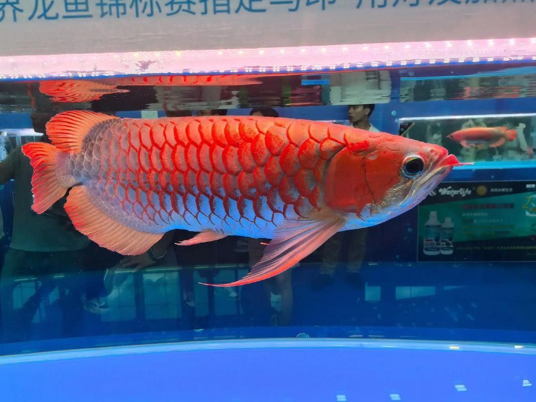 2025長城杯龍魚大賽品牌介紹