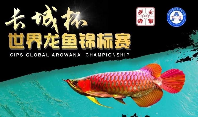 2025長城杯龍魚大賽品牌介紹