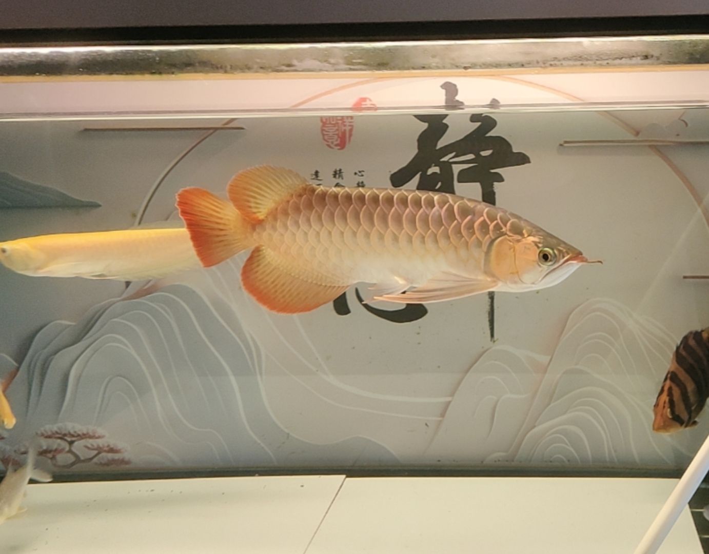 打卡，四五個月的紅龍