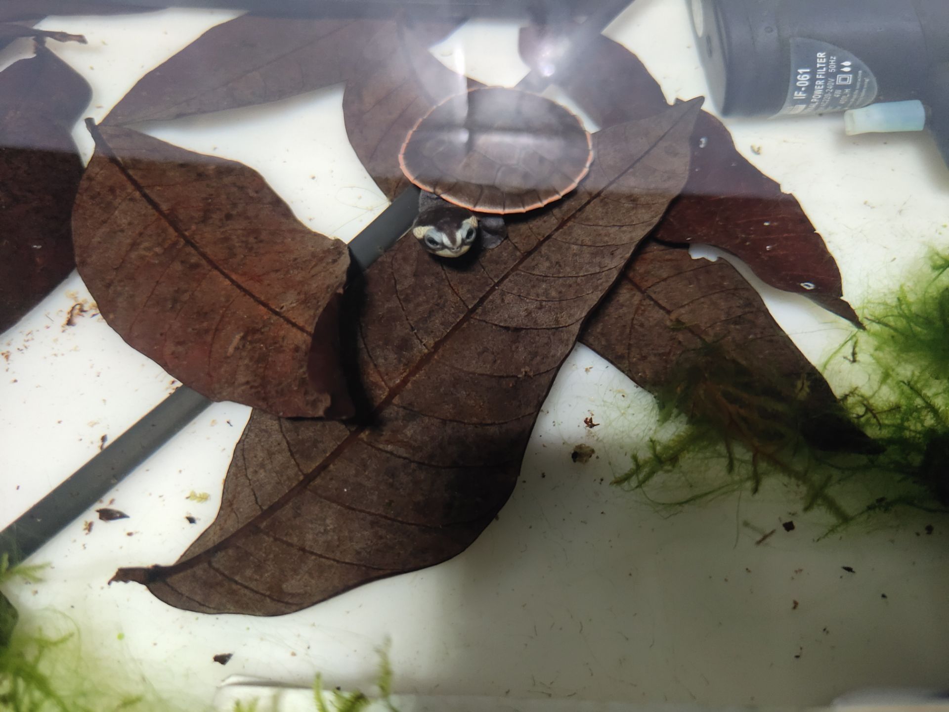 銀龍魚鱗片發(fā)白腐蝕是怎么回事兒【如何預(yù)防銀龍魚鱗片發(fā)白腐蝕？】