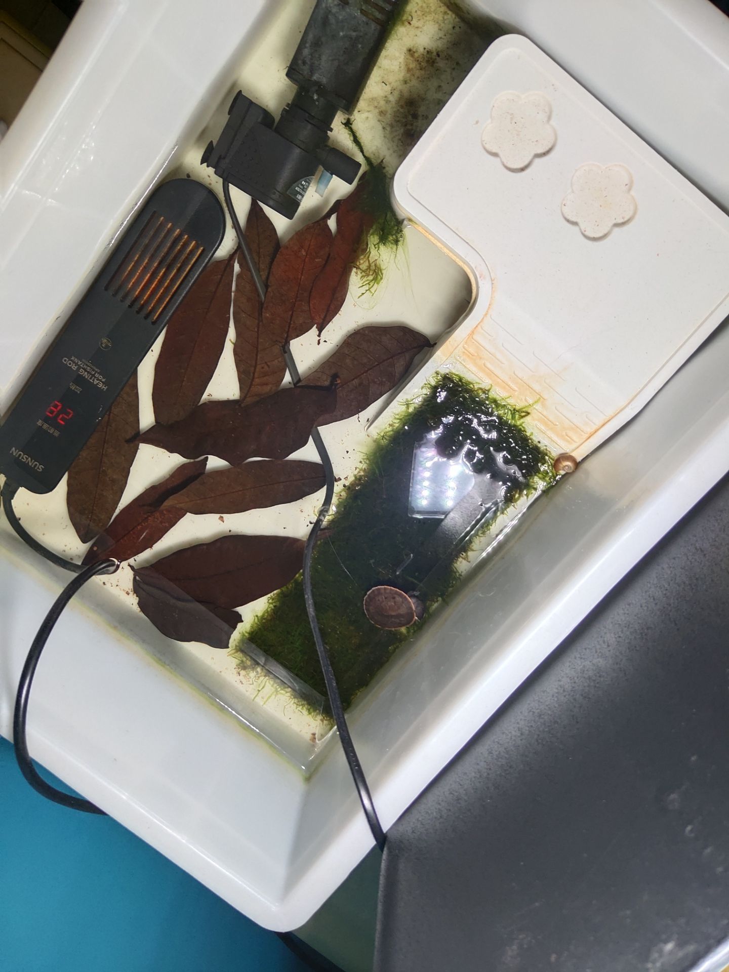 銀龍魚鱗片發(fā)白腐蝕是怎么回事兒【如何預(yù)防銀龍魚鱗片發(fā)白腐蝕？】