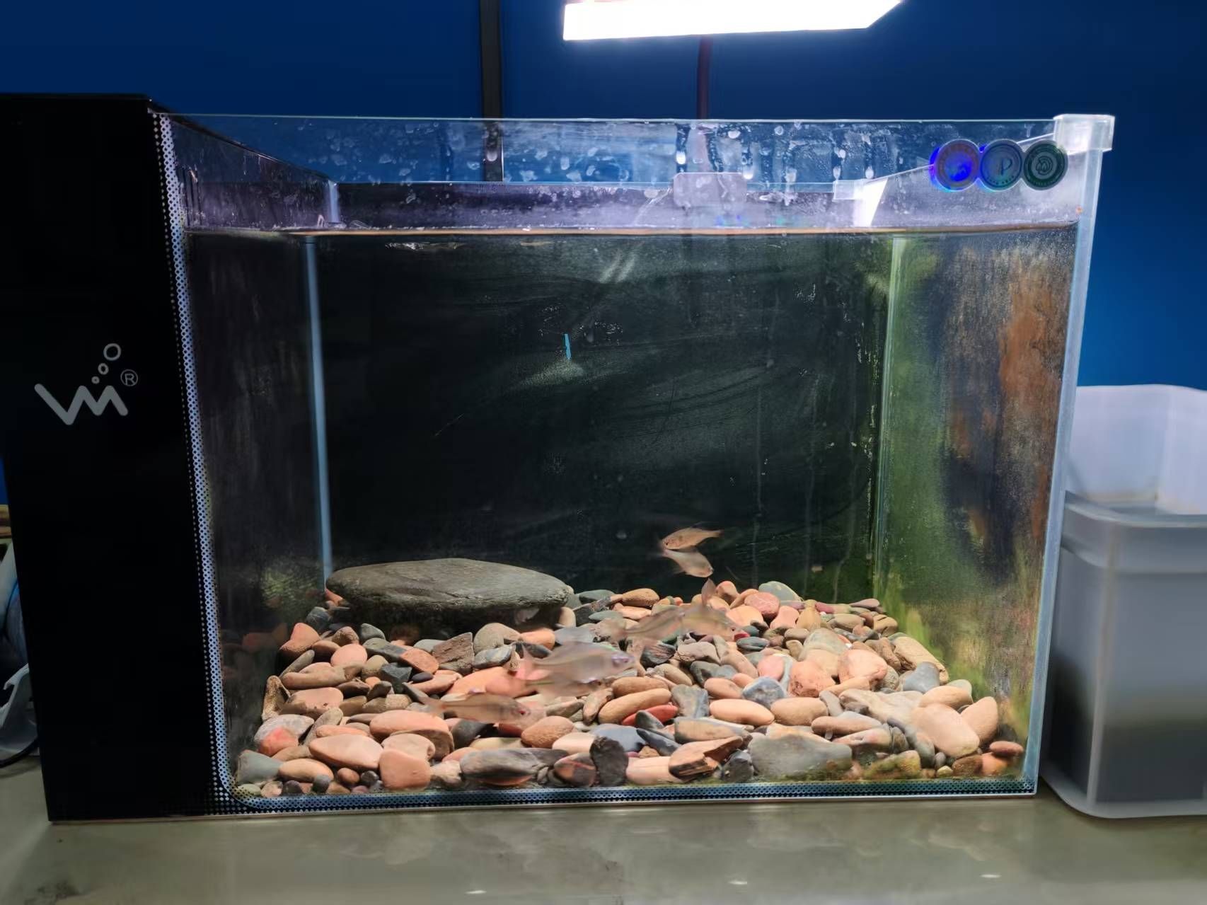 銀龍魚鱗片發白腐蝕是怎么回事兒【如何預防銀龍魚鱗片發白腐蝕？】