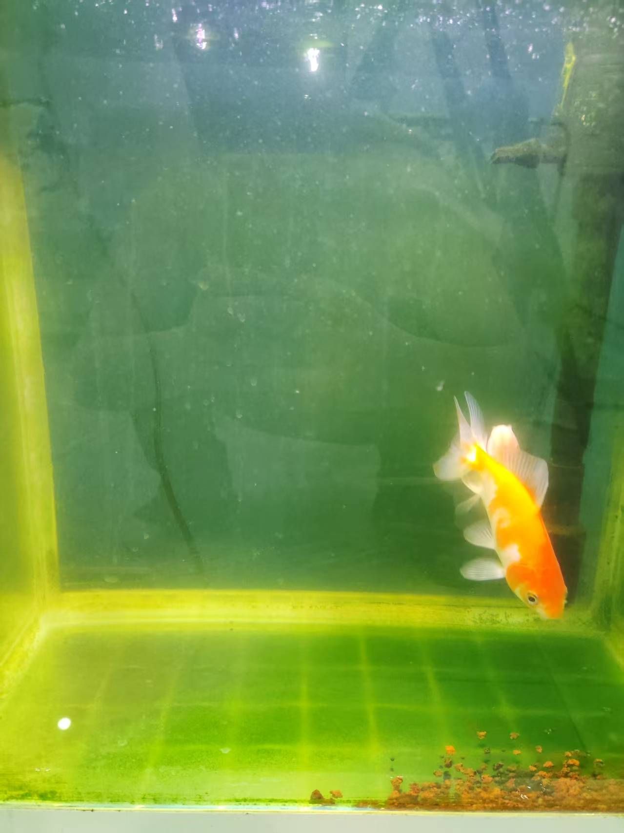 銀龍魚鱗片發白腐蝕是怎么回事兒【如何預防銀龍魚鱗片發白腐蝕？】