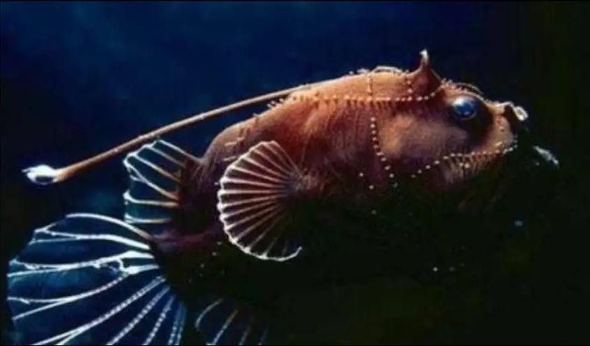 安康龍魚