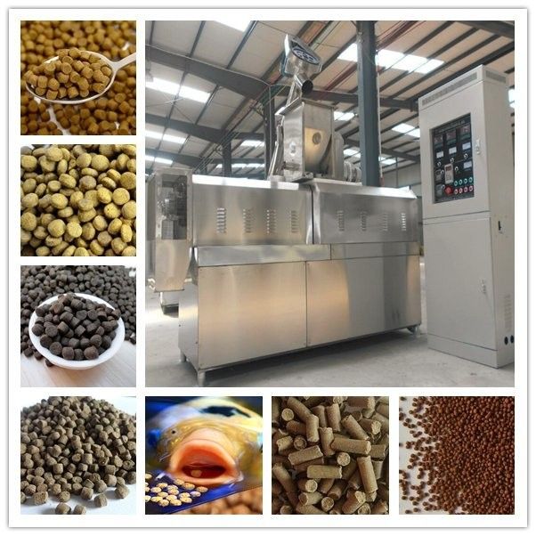 安康龍魚