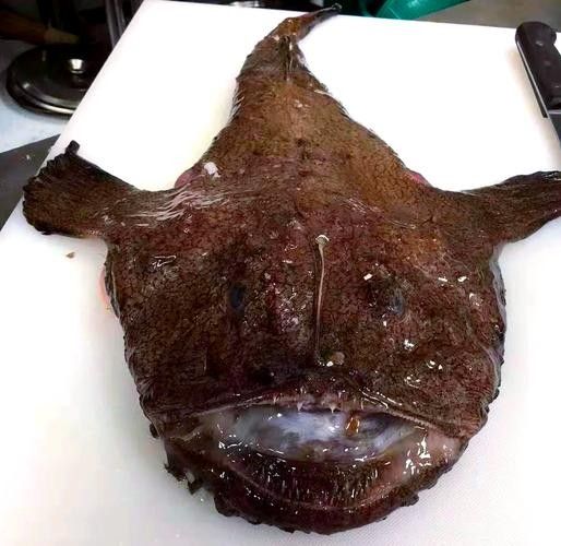 安康龍魚