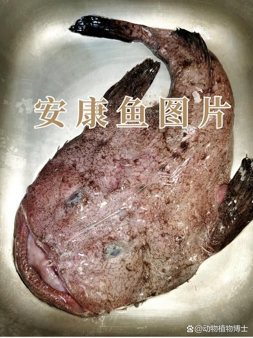 安康龍魚
