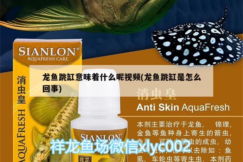龍魚跳缸意味著什么呢視頻(龍魚跳缸是怎么回事)