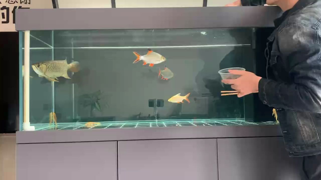 金龍，斷更了一天