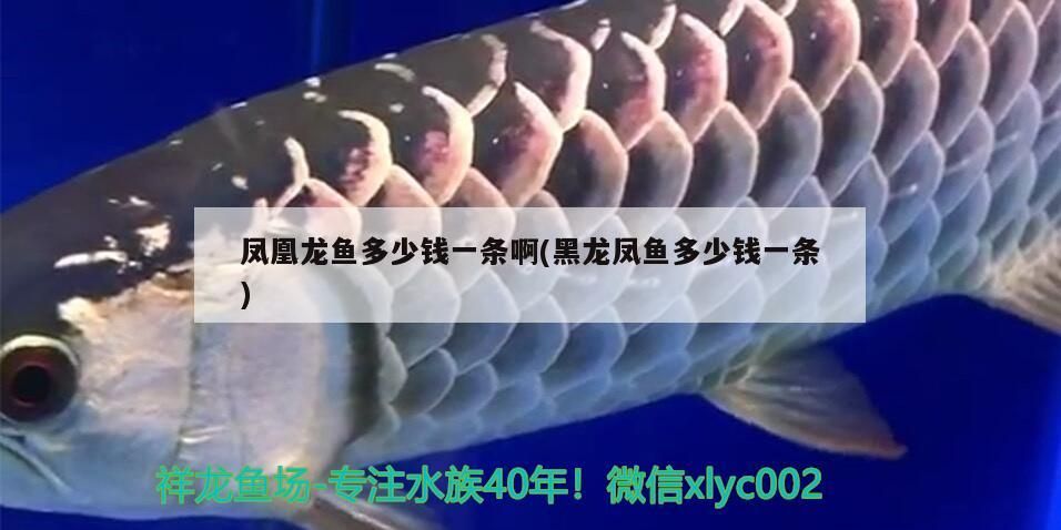 錦鯉魚 鳳凰龍魚多少錢一條啊(黑龍鳳魚多少錢一條) 觀賞魚百科 鳳凰龍魚多少錢一條啊(黑龍鳳魚多少錢一條) 鳳凰龍魚多少錢一條啊(黑龍鳳魚多少錢一條) 觀賞魚百科