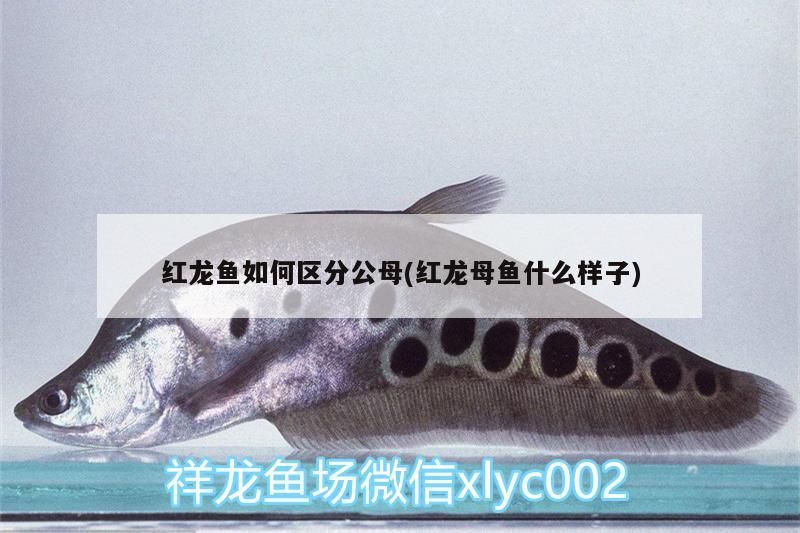 紅龍魚如何區分公母(紅龍母魚什么樣子)