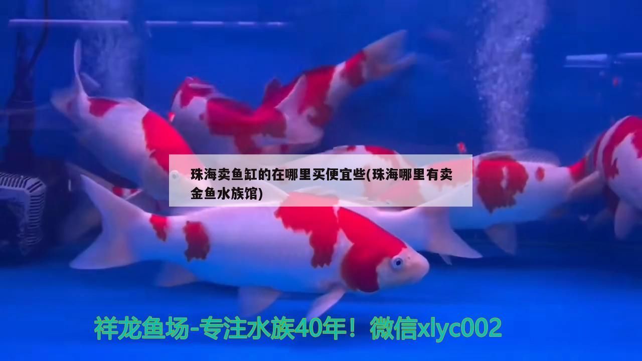 珠海賣魚缸的在哪里買便宜些(珠海哪里有賣金魚水族館)