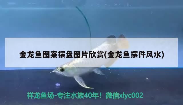 金龍魚圖案擺盤圖片欣賞(金龍魚擺件風水)