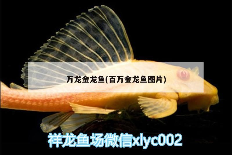 萬龍金龍魚(百萬金龍魚圖片)
