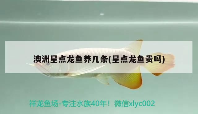 澳洲星點龍魚養幾條(星點龍魚貴嗎)
