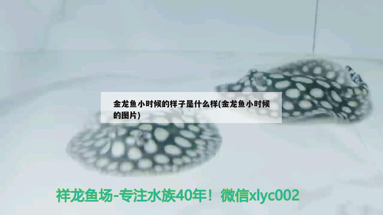 金龍魚小時候的樣子是什么樣(金龍魚小時候的圖片)