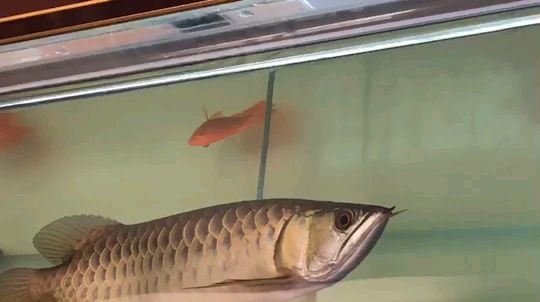 蚌埠觀賞魚市場打個卡龍魚圈