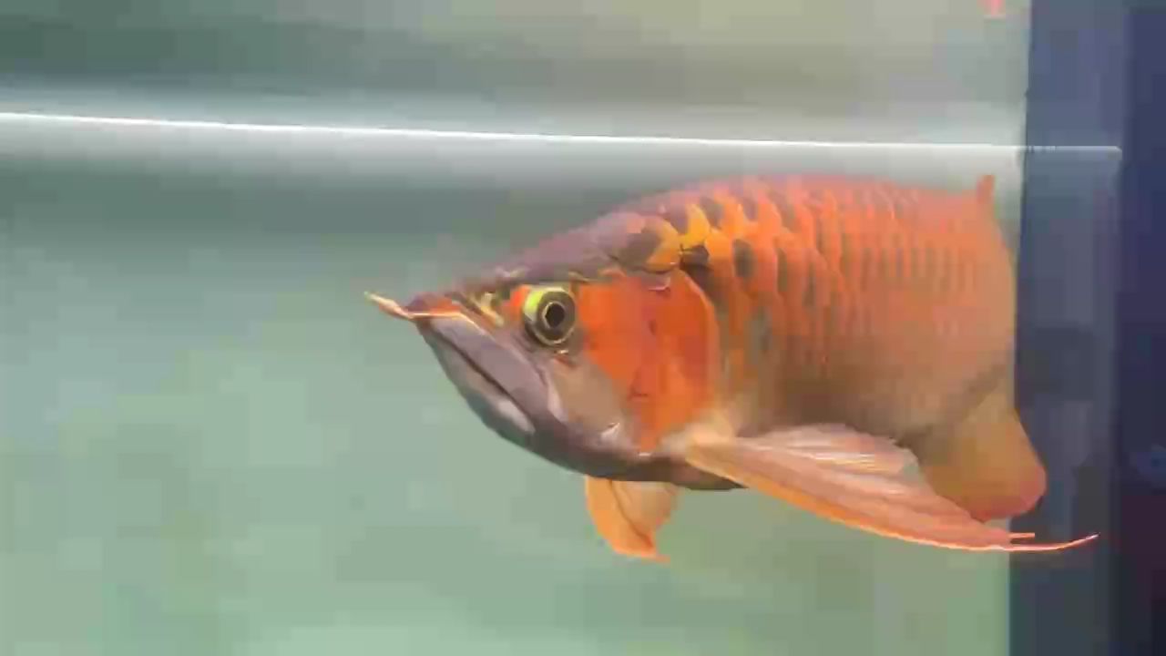 飼養(yǎng)2年半留檔
