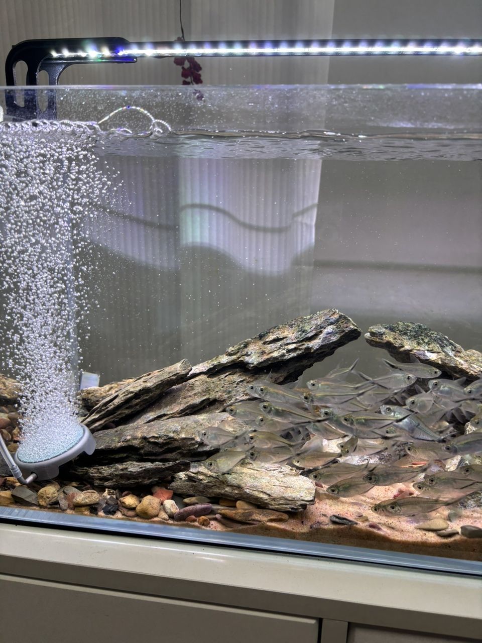 顏值超高！用了這個(gè)老婆再也不嫌棄我養(yǎng)魚了