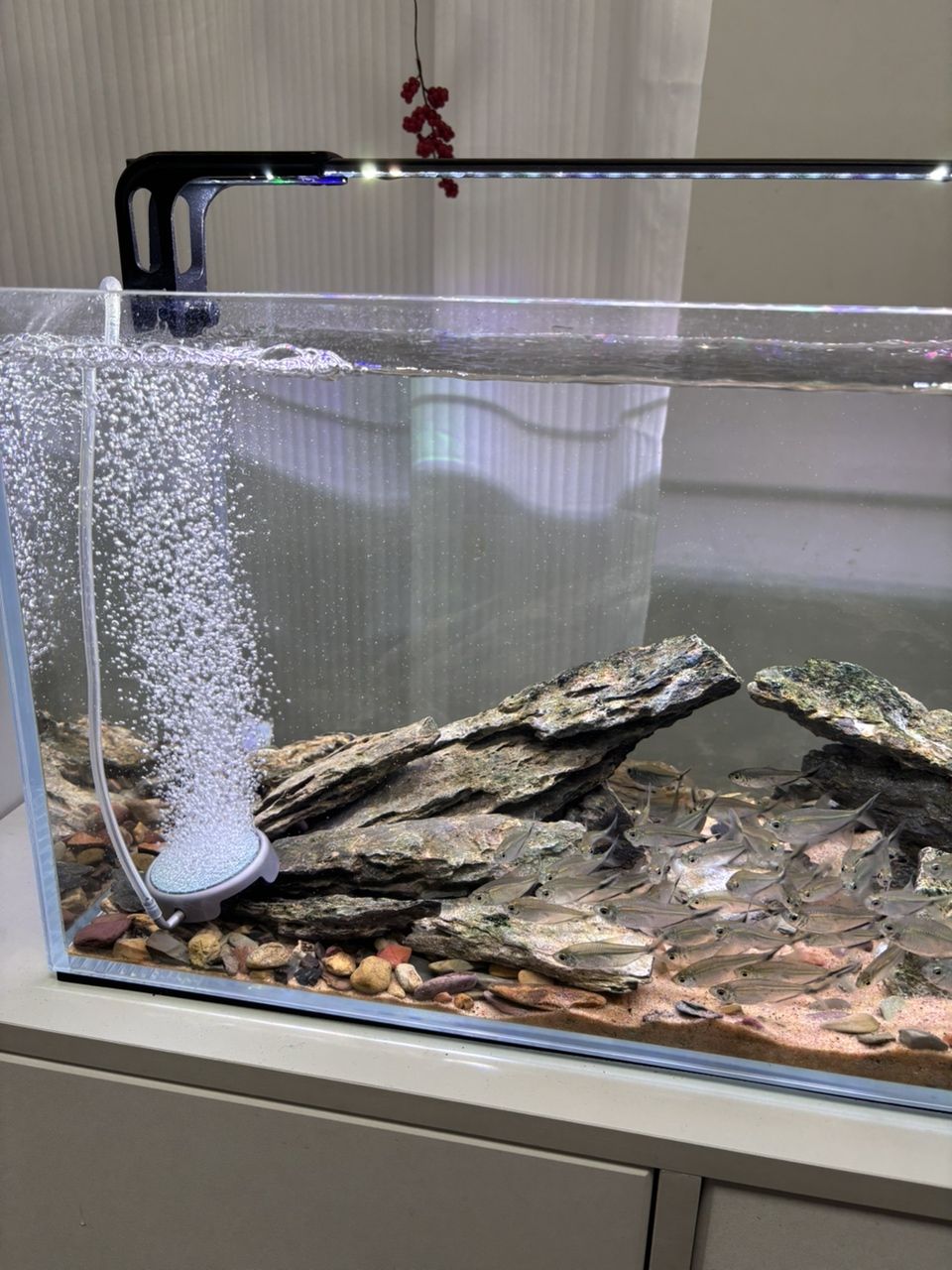 顏值超高！用了這個(gè)老婆再也不嫌棄我養(yǎng)魚了