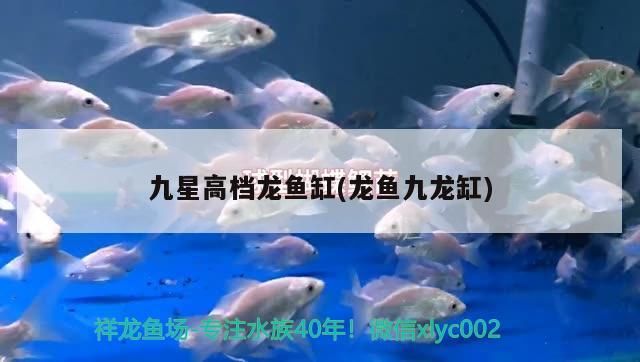九星高檔龍魚缸(龍魚九龍缸)