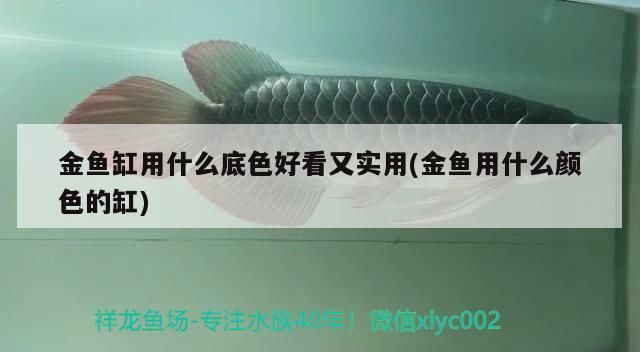 金魚缸用什么底色好看又實用(金魚用什么顏色的缸)