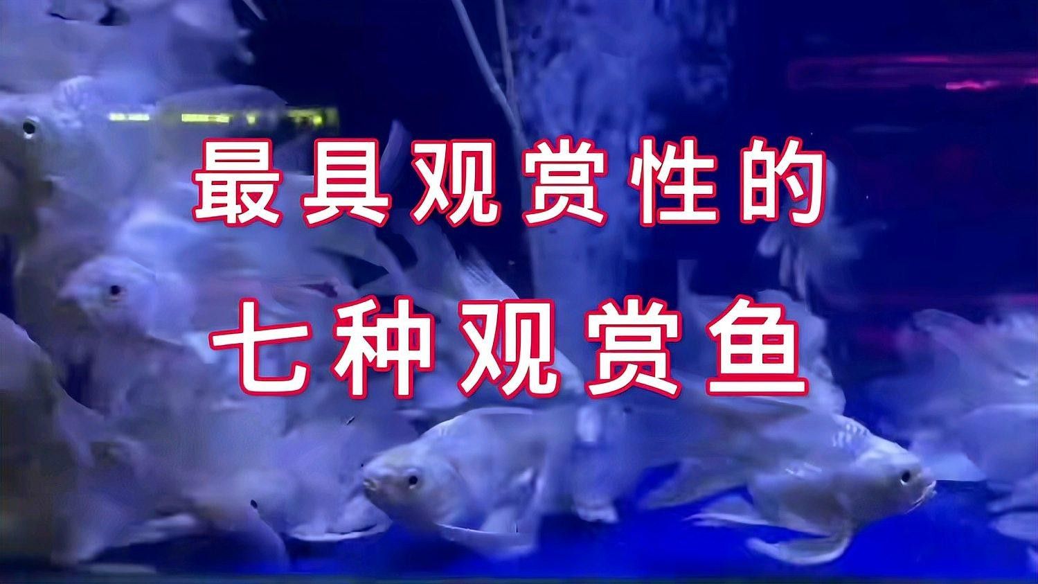 觀賞魚介紹