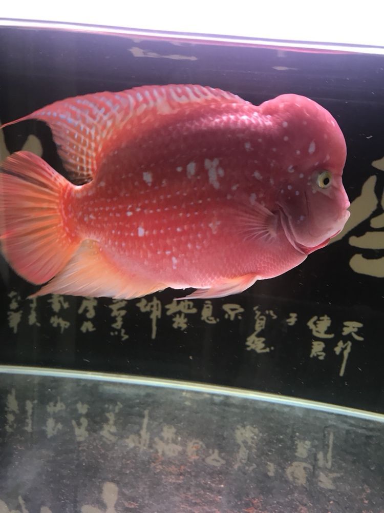 延邊朝鮮族自治州觀賞魚市場曬曬我的羅漢