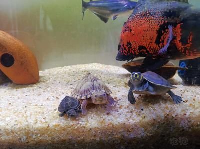 魚缸水草造景圖片高清（魚缸水草造景圖片高清大圖）