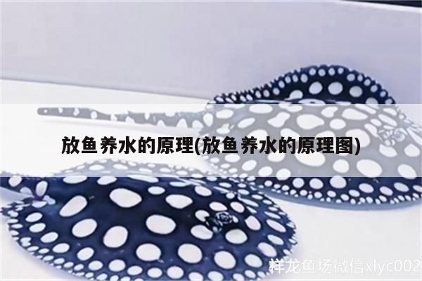 放魚養水的原理(放魚養水的原理圖)