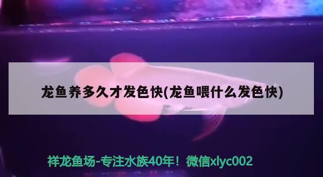 龍魚養多久才發色快(龍魚喂什么發色快)