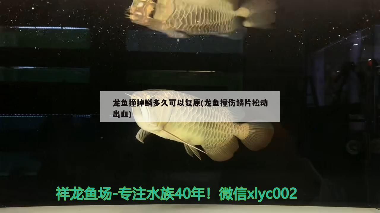 龍魚撞掉鱗多久可以復原(龍魚撞傷鱗片松動出血)