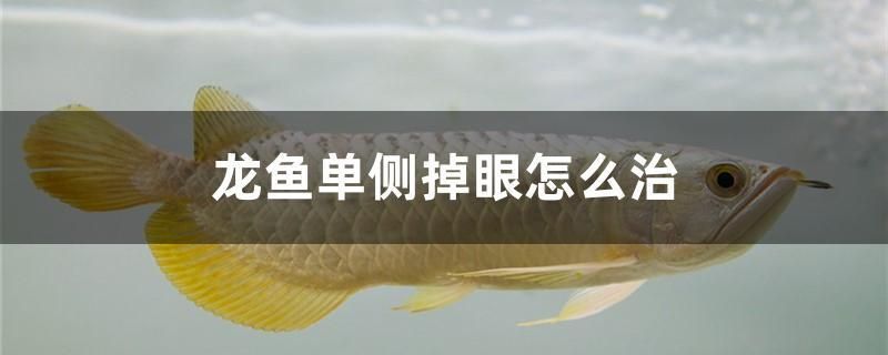 龍魚單側掉眼怎么治
