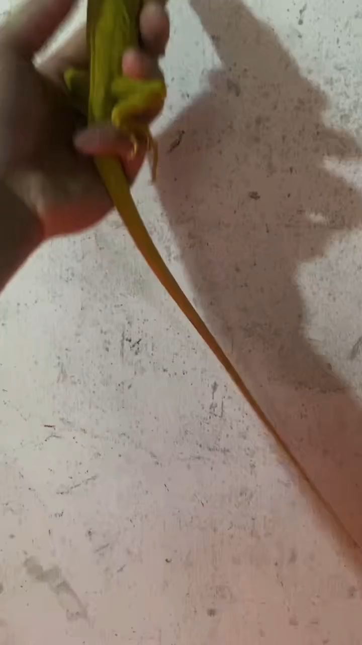 白化鬣蜥吃蔬菜，飼養簡單，