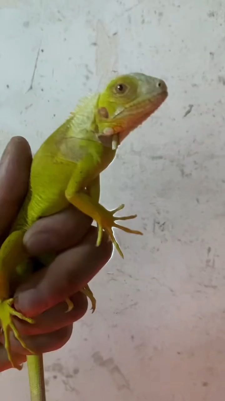 白化鬣蜥吃蔬菜，飼養簡單